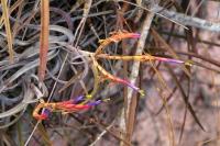 Tillandsia_caput-medusae_GM_1264.2.jpg