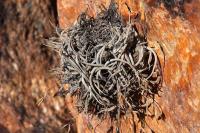 Tillandsia_landbeckii_ssp._andina_GM_1380.jpg