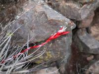 Tillandsia_latifolia_ssp._leucophylla_GM_1399.jpg