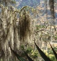 Tillandsia_usneoides_GM_754.3.jpg