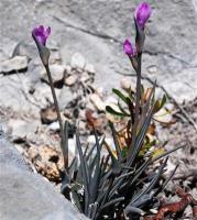 Tradescanthia_wrightii_GM_1248.2.jpg