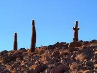 Trichocereus_atacamensis_GM_1183.1.jpg