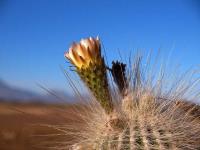 Trichocereus_atacamensis_GM_1552.1.jpg