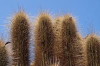 Trichocereus_chilensis_v._GM_1118.1.jpg