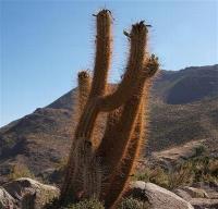Trichocereus_chiloensis_GM_1130.1.jpg