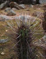 Trichocereus_chiloensis_GM_1433.5.jpg