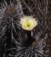 Trichocereus_deserticola_GM_1584.3.jpg