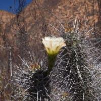 Trichocereus_deserticola_GM_1585.1.jpg