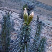 Trichocereus_fulvilanus_GM_1589.3.jpg