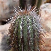 Trichocereus_litoralis_GM_1597.2.jpg