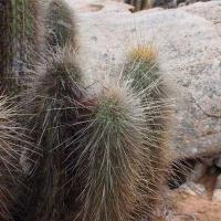 Trichocereus_skottsbergii_GM_1597.1.jpg
