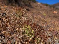 Tunilla_chilensis_GM_1404.1.jpg