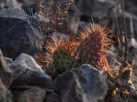 Tunilla_soehrensii_GM_1400.6.jpg