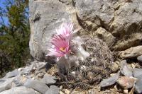 Turbinicarpus_aff._saueri_ssp._septentrionalis_GM_1060.jpg