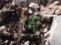 Turbinicarpus_bonatzii_GM_1533.jpg