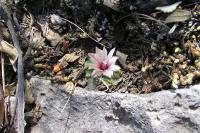 Turbinicarpus_bonatzii_GM_203.jpg
