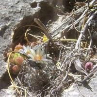 Turbinicarpus_dickisoniae_GM_1008.4.jpg