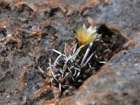 Turbinicarpus_flaviflorus_GM_1529.jpg