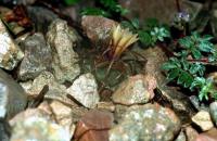Turbinicarpus_flaviflorus_GM_588.5.jpg