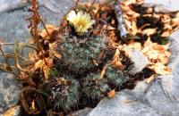 Turbinicarpus_gielsdorfianus_GM_582.jpg