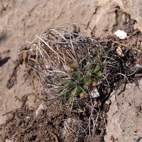 Turbinicarpus_graminispinus_sp._nova_GM_1251-1.jpg