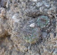 Turbinicarpus_hoferi_GM_1008.1.jpg