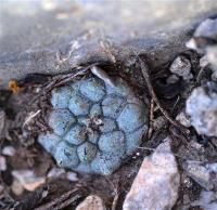 Turbinicarpus_jauernigii_GM_1256.2.jpg