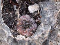Turbinicarpus_jauernigii_GM_366.jpg