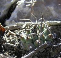 Turbinicarpus_klinkerianus_GM_037.jpg