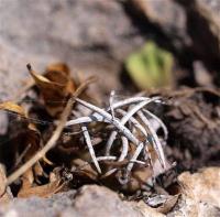 Turbinicarpus_klinkerianus_GM_1255.3.jpg