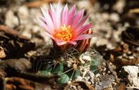 Turbinicarpus_knuthianus_GM_733.jpg