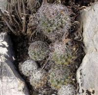 Turbinicarpus_krainzianus_GM_1107.jpg