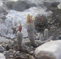 Turbinicarpus_krainzianus_minimus_GM_964.jpg