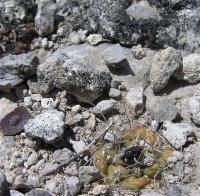 Turbinicarpus_lauii_GM_1022.2.jpg