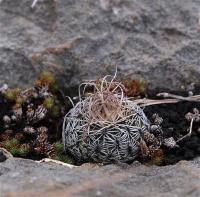 Turbinicarpus_lausseri_GM_1258.jpg