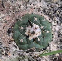 Turbinicarpus_lophophoroides_GM_1257.jpg