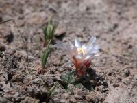 Turbinicarpus_lophophoroides_GM_1532.7.jpg