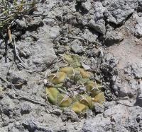 Turbinicarpus_lophophoroides_GM_201.jpg