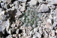 Turbinicarpus_panarottoi_GM_792.4.jpg