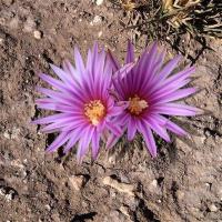 Turbinicarpus_pseudopectinatus_GM_1249.jpg