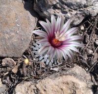 Turbinicarpus_pseudopectinatus_GM_1252.jpg