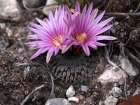 Turbinicarpus_pseudopectinatus_GM_1520.jpg