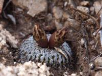 Turbinicarpus_pseudopectinatus_GM_1655.jpg