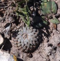 Turbinicarpus_pseudopectinatus_GM_1663.9.jpg