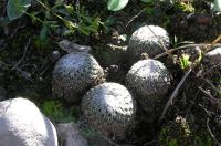 Turbinicarpus_pseudopectinatus_GM_261.jpg
