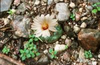 Turbinicarpus_rioverdensis_GM_574.2.jpg