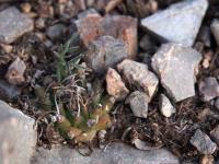 Turbinicarpus_rubriflorus_GM_1524.5.jpg