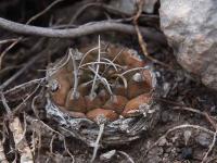 Turbinicarpus_rubriflorus_GM_1527.jpg