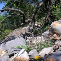 Turbinicarpus_saueri_GM_806.jpg