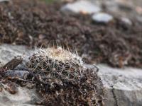 Turbinicarpus_saueri_ssp._gonzalezii_GM_1508.jpg